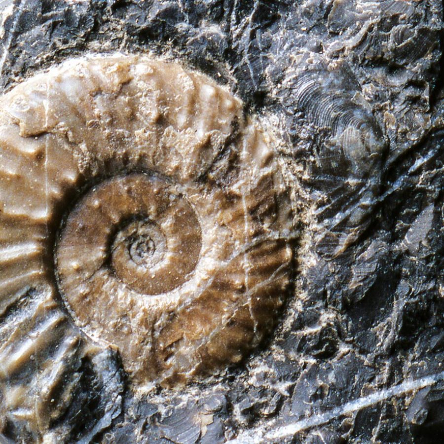Ammonit 