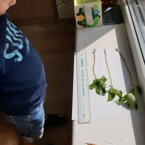 Springkraut messen Kindergarten Wildalpen