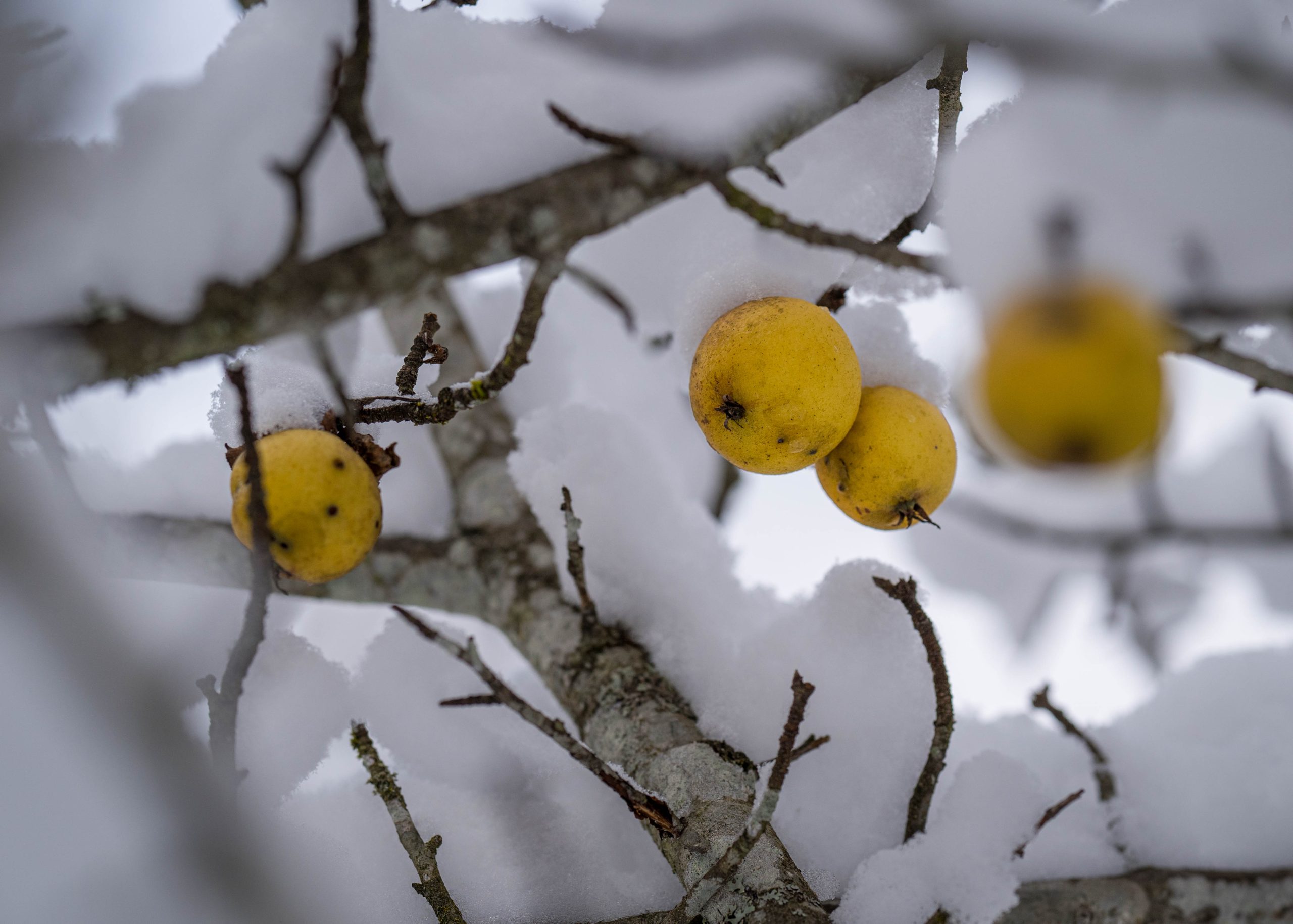 Naturschutz verschenken: Eine Weihnachtliche Aktion des Natur- und Geoparks Steirische Eisenwurzen und der Stiftung Naturparke Naturschutz verschenken: Eine Weihnachtliche Aktion des Natur- und Geoparks Steirische Eisenwurzen und der Stiftung Naturparke